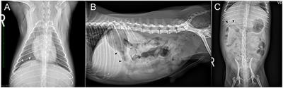 Case Report: Usefulness of Drip Infusion Cholangiography With Computed Tomography for the Diagnosis of Biloma in a Dog